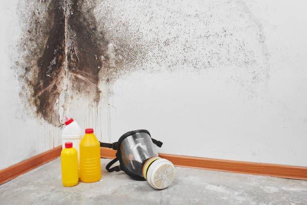 Best Mold Cleaning Services  in Bessemer, MI