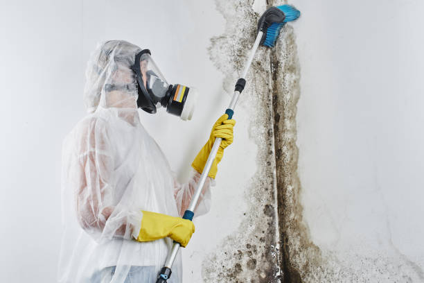 Mold Testing and Removal in Bessemer, MI