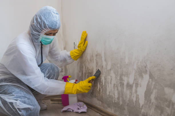 Best Mold Damage Repair  in Bessemer, MI