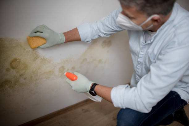 Best Mold Remediation  in Bessemer, MI