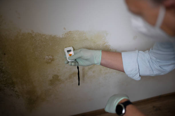 Best Commercial Mold Removal  in Bessemer, MI