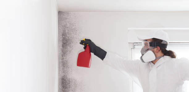 Best Certified Mold Removal  in Bessemer, MI