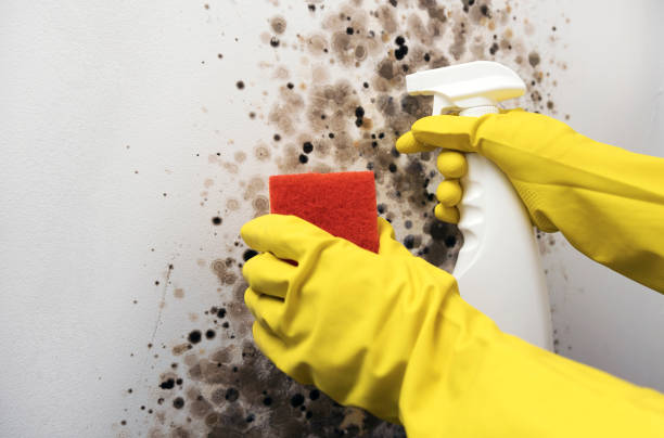 Best Mold Remediation  in Bessemer, MI