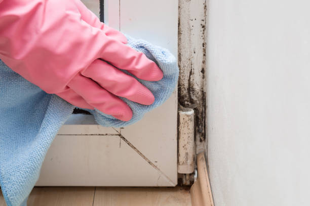 Best Office Mold Removal Services  in Bessemer, MI